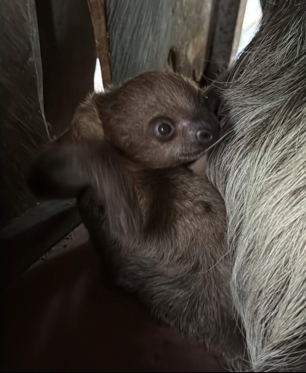 <a href="/daumenxyz/">Daumen</a> A little $Flash is the next moodeng, believe it or not 🦥✨🙂‍↔️

pACMKYiCAygMH4UXfQbs86g2Yv5FidV8QytvVEhpump