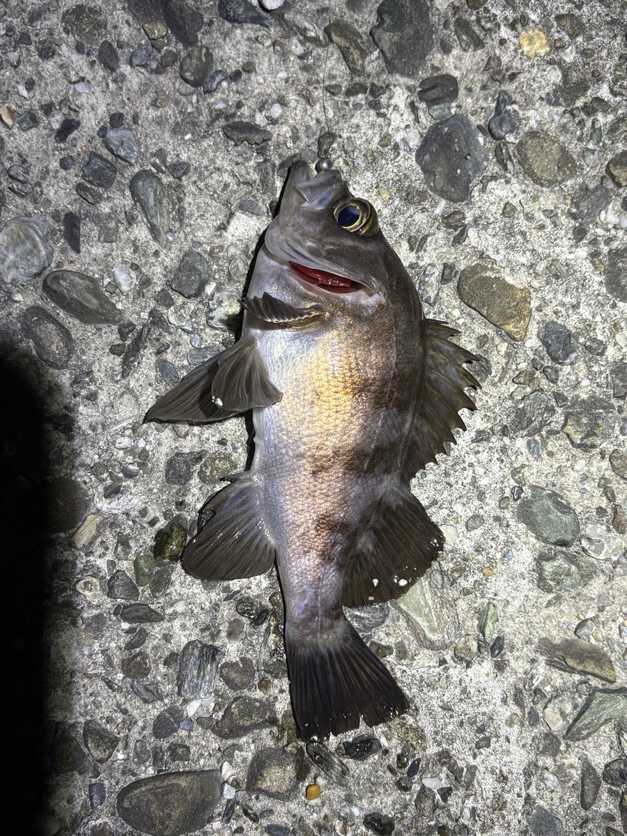 Mi2_fishing's tweet photo. 昨日も🧅でライトゲーム
メバルとガシラが遊んでくれした https://t.co/Iehgu4E0Xz