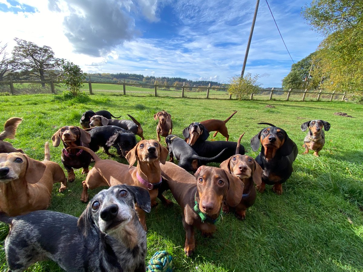 SausageDogHotel's tweet image. Treat time! #FlashBackFriday