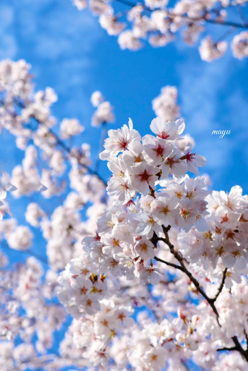 さざなみ tweet media