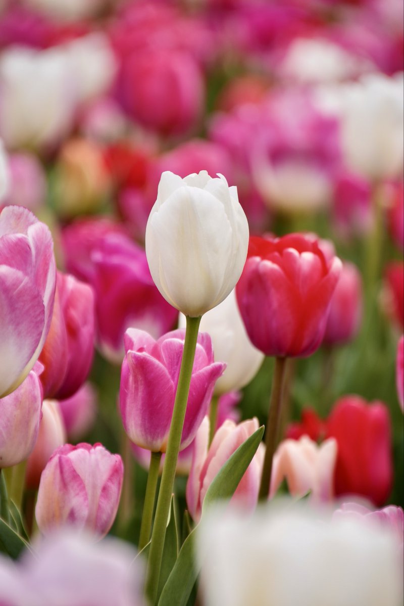 むらさき tweet media