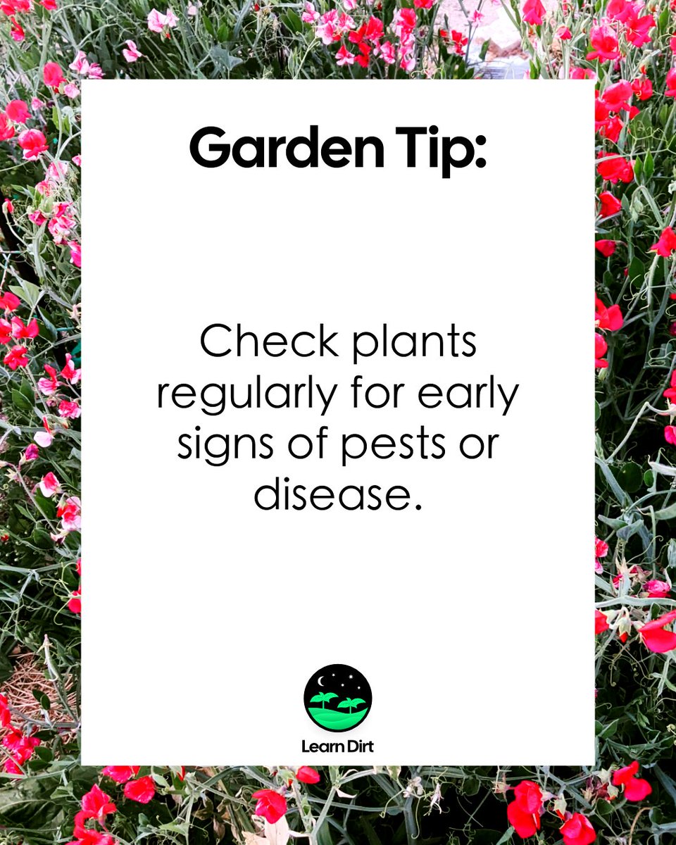 learn_dirt's tweet photo. Check plants regularly for early signs of pests or disease. https://t.co/zvyUpjT0Ac