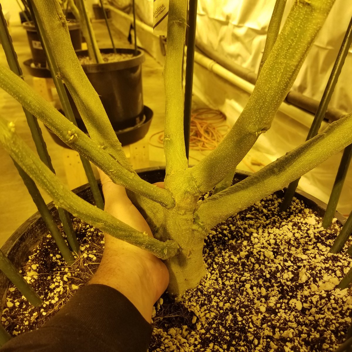 Maine Coon Cats tweet media