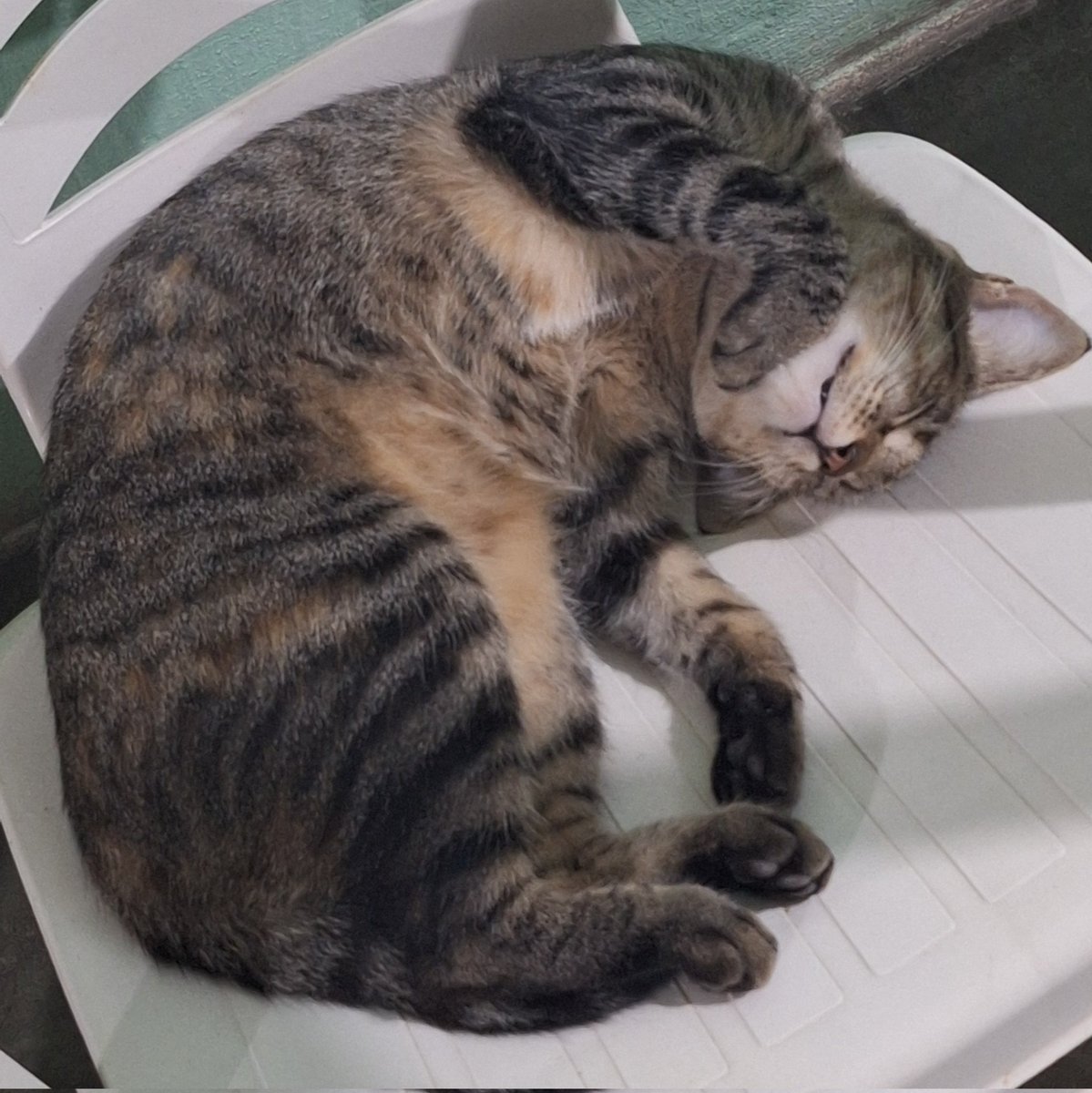 amaro 🐆 tweet media