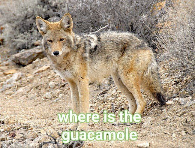 Ikari Coyote ☀️🌵 tweet media