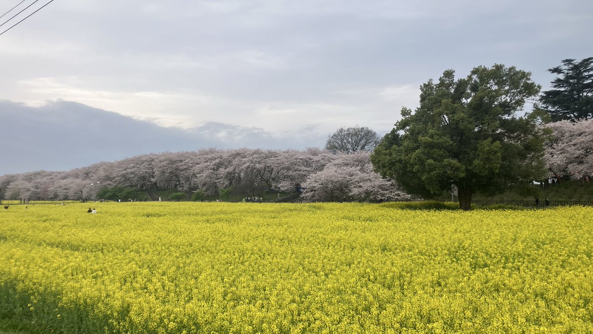 satteman's tweet photo. 今朝7時頃の権現堂！
昨日満開だったのかな？
#権現堂　#桜　#幸手市 https://t.co/HiZ2DTv56I