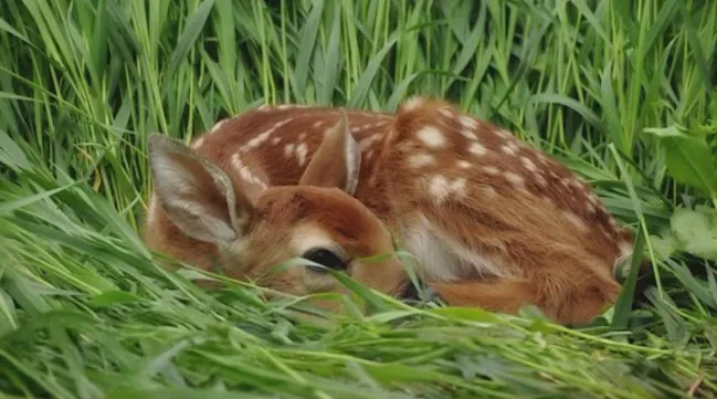 tuśka - comms are open tweet media