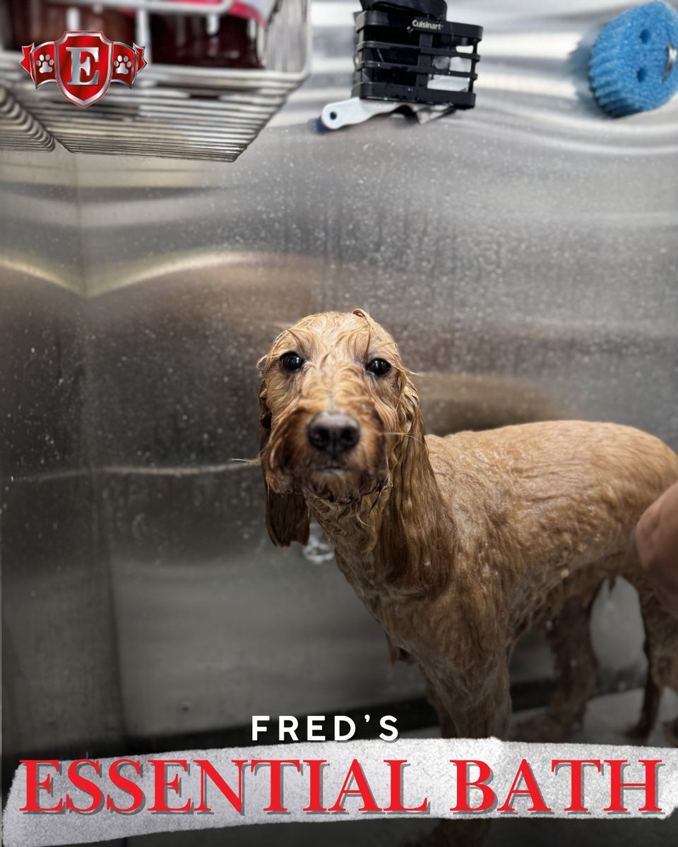 Exclusivepet's tweet photo. Fred the Goldendoodle survived his Essential Bath. The brush out, however, got the side eye. 😂 

Fresh coat, happy pup, another great groom by Jay. 

📍 Miami mobile grooming at its finest. 

#GoldenDoodleGrooming #MobileDogGroomingMiami https://t.co/ksIIjbGj4j