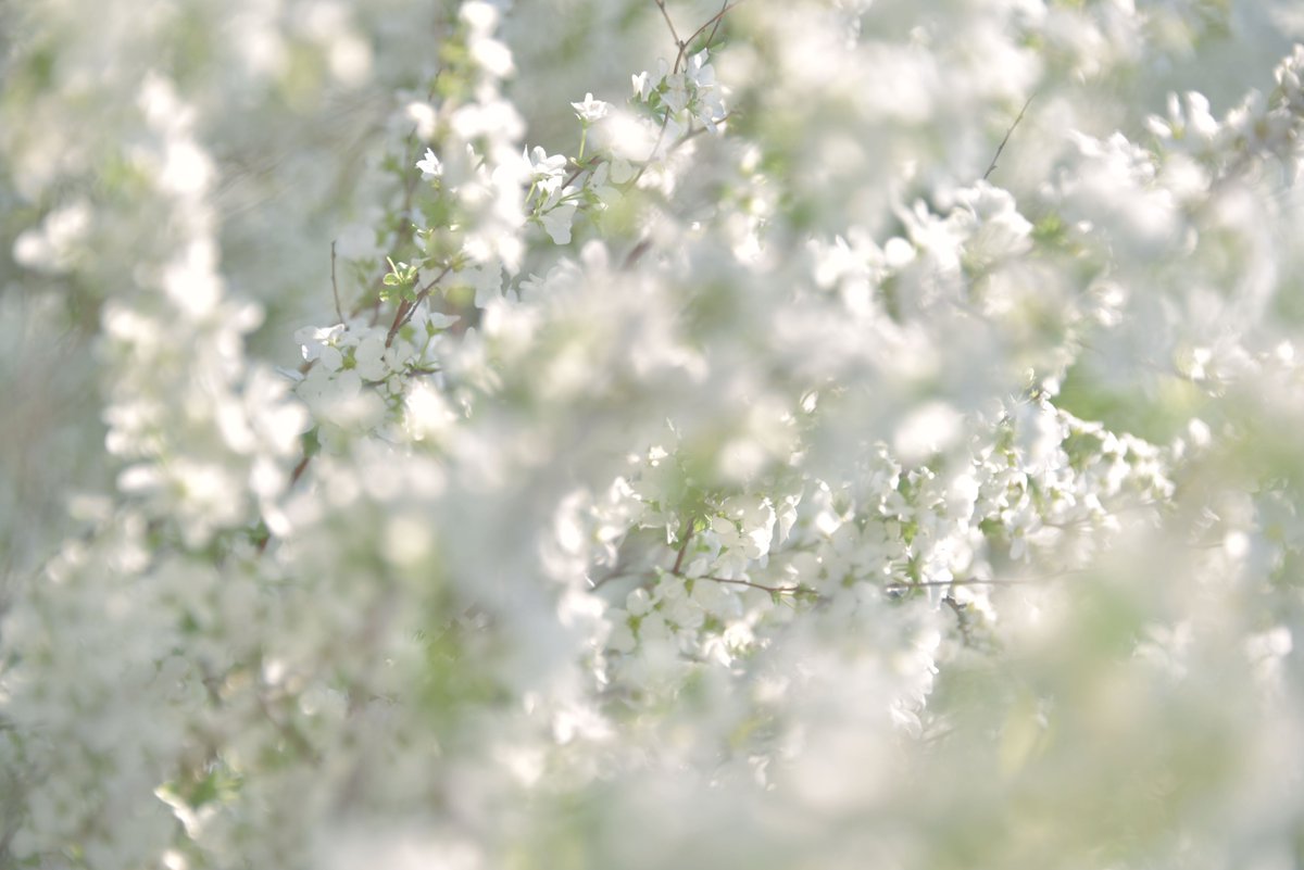 春盛り合わせ
晴れだーーーーー!!って早朝家を飛び出しました