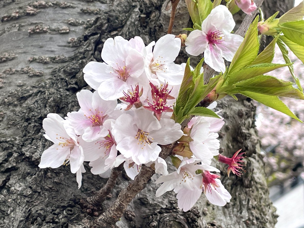 今年は剪定年だったので地元の桜はあまり咲いていない、でもきれいだね。