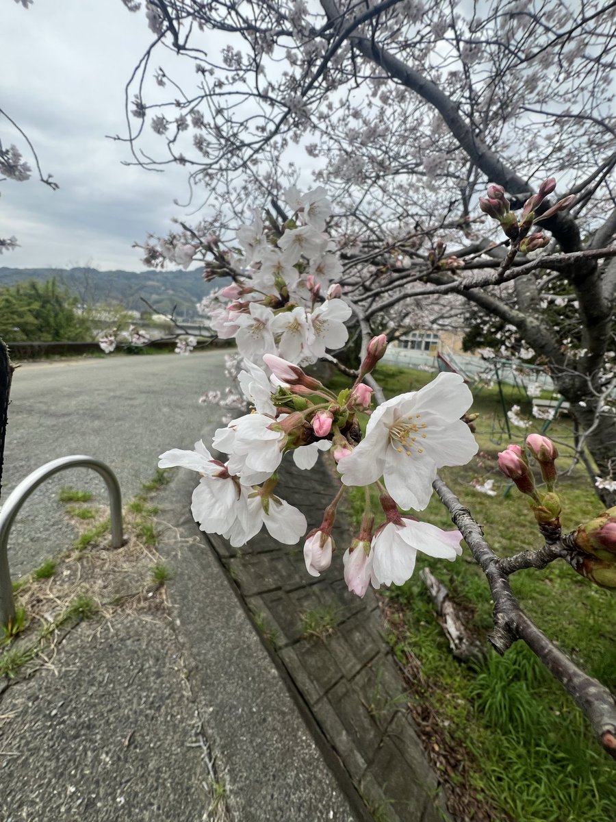 ごらく tweet media