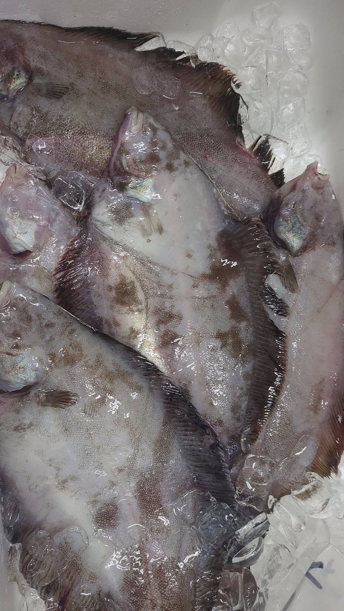 えびよね（蛯米水産加工）塩辛🦑🖤富山 tweet media