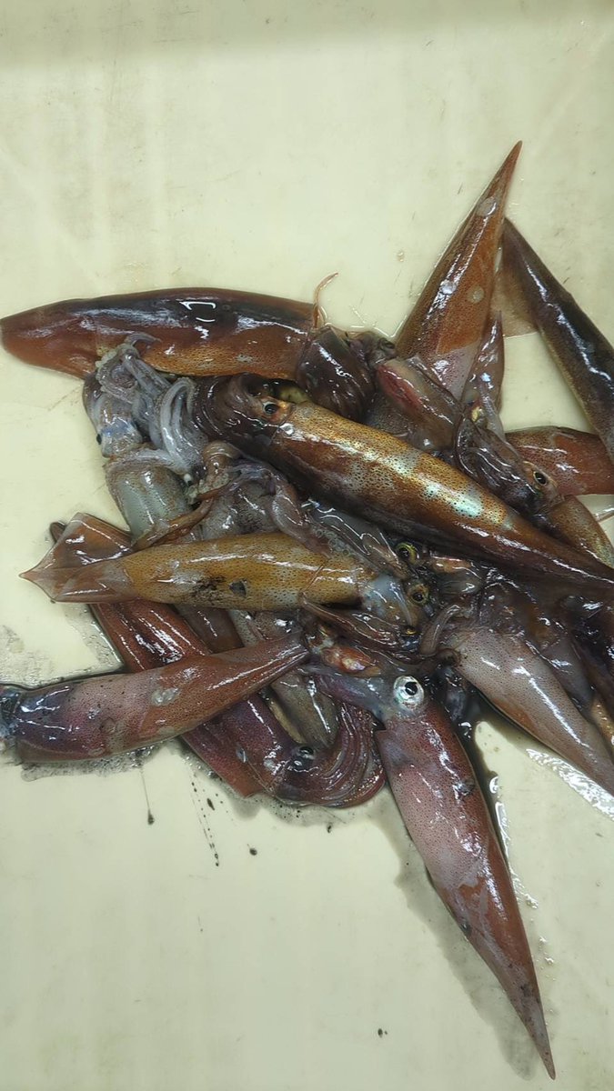 えびよね（蛯米水産加工）塩辛🦑🖤富山 tweet media