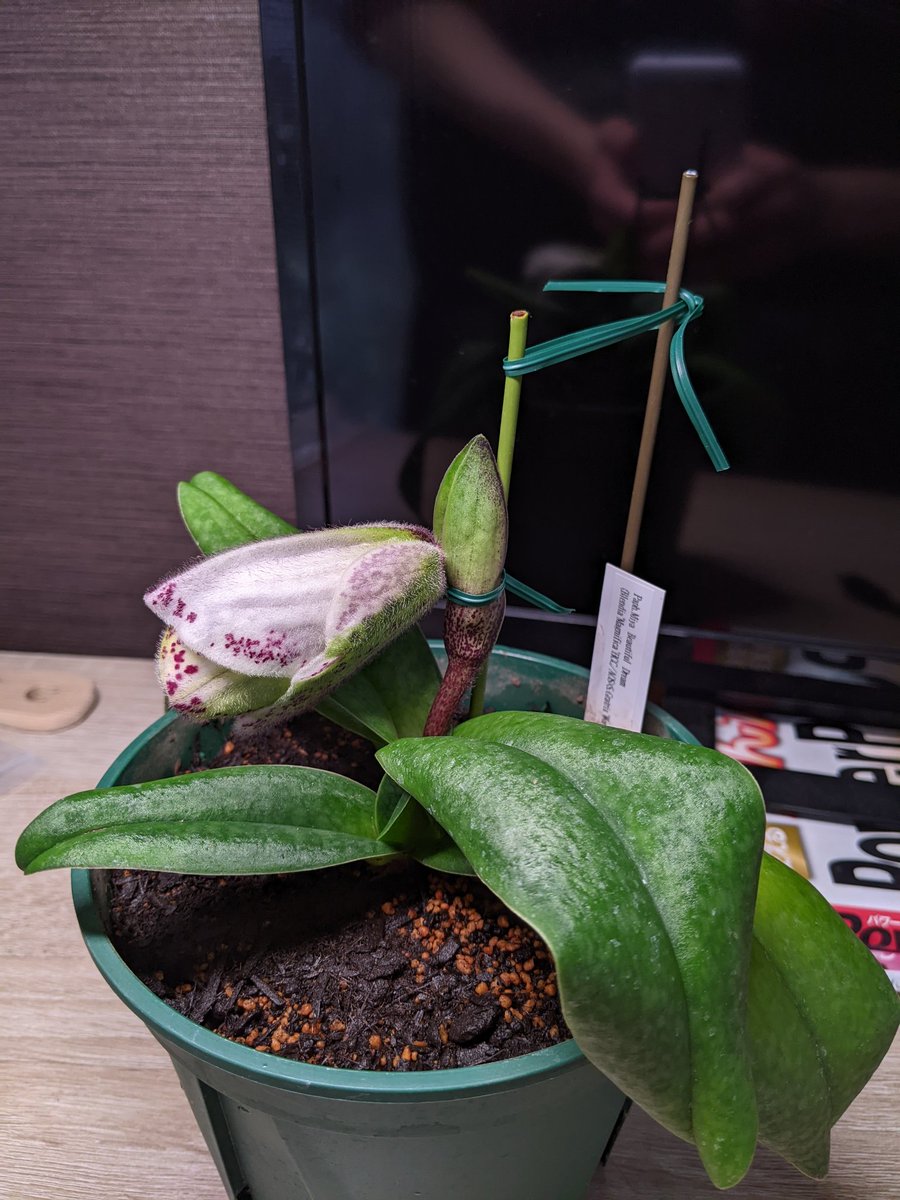 ジャガー tweet media