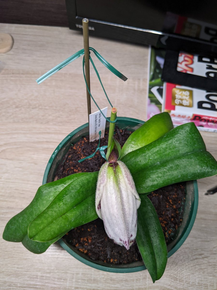 ジャガー tweet media