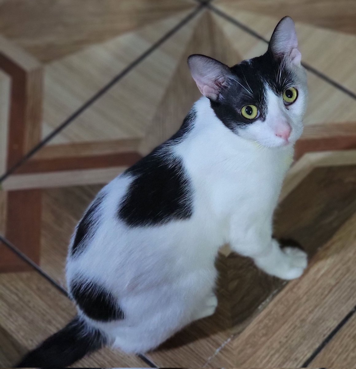 #PERDIDO #DURAN
Nombre: #ZIGGY
Fecha: 03/04/26
Sector: Norte, Democratica Norte calle Abdón Calderón Mz. F, detrás de Mi Comisariato
Sexo: Macho
Raza: Mestizo
Obsv.: Blanco con negro, manchas negras en el lomo, necesita cuidados médicos 
Contacto: 0991965685
#AlertaMePerdí