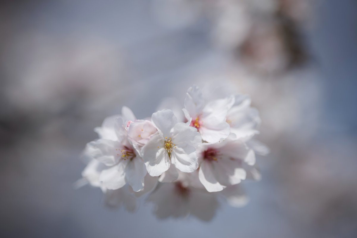 SiraSaki tweet media