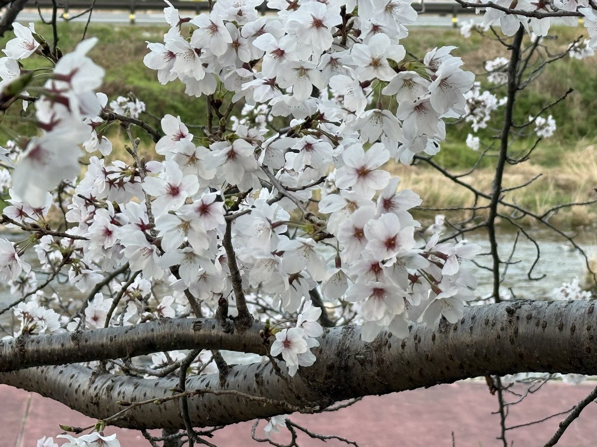 tom_hsd's tweet photo. 最近撮ったご近所のさくら並木
今年もいい感じ。 https://t.co/aX8G6z5oGW