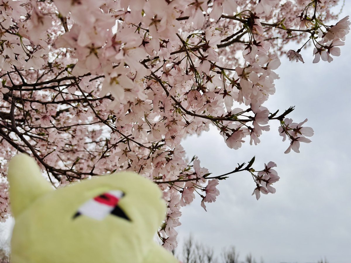 ﾐｿﾇｲ tweet media