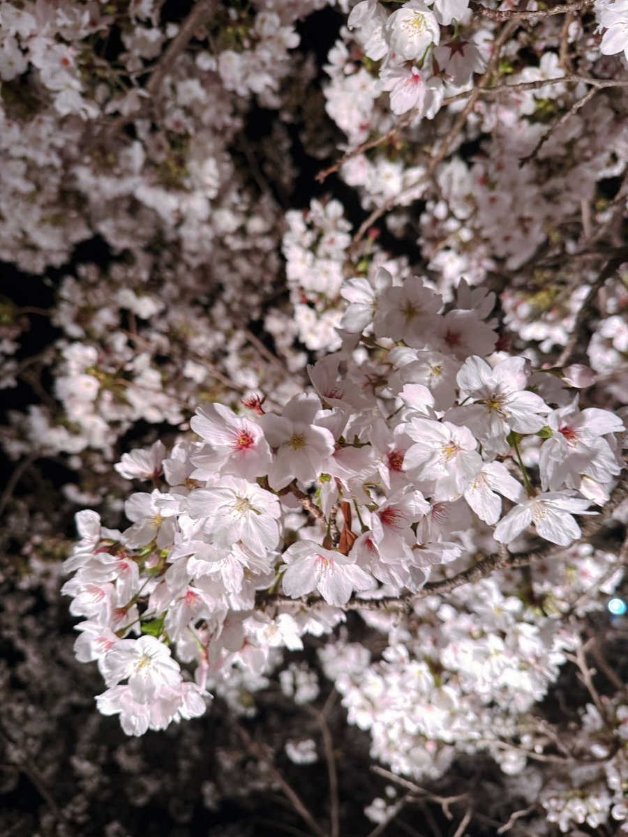 燈🦭𓈒𓏸︎︎︎︎ tweet media