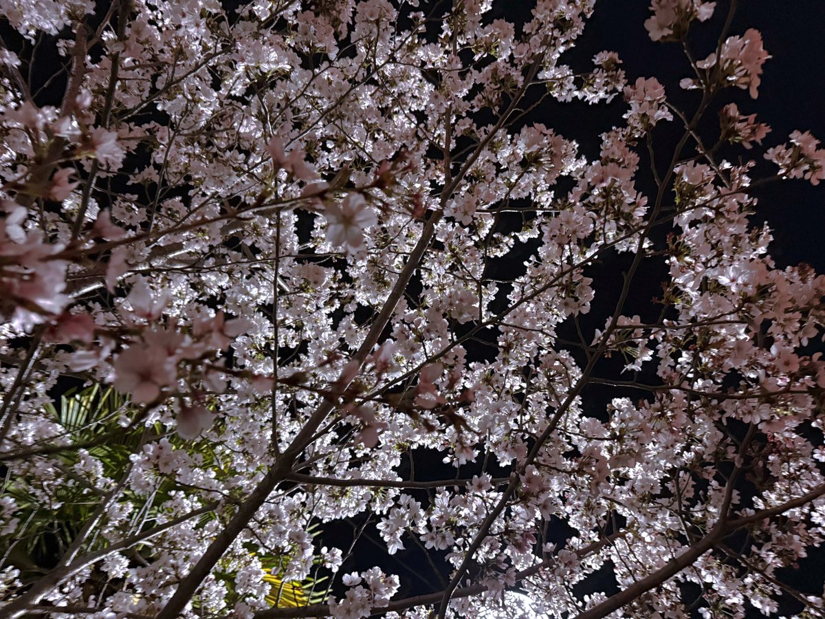 燈🦭𓈒𓏸︎︎︎︎ tweet media