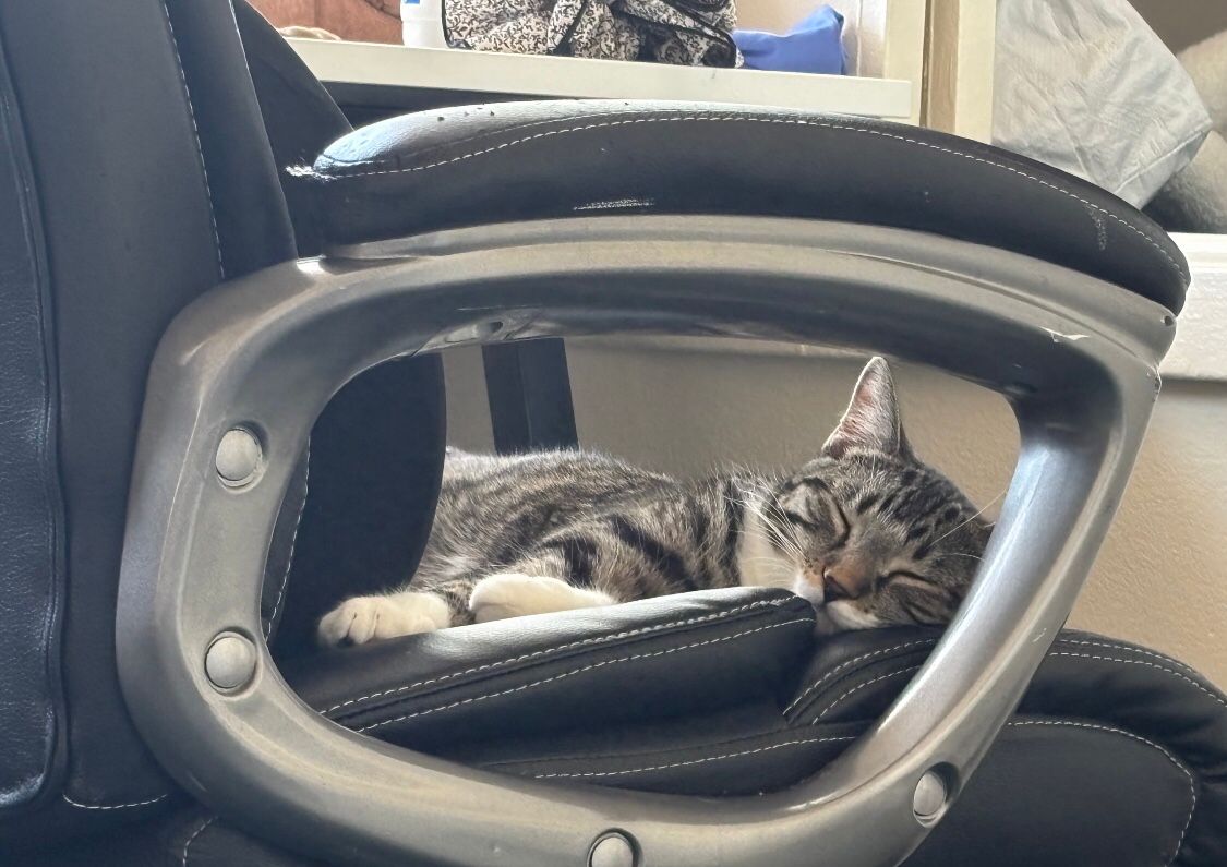 Necey001's tweet photo. At this very moment, a beautiful princess is leisurely enjoying her afternoon nap! 🥰 https://t.co/nCgPlNHoue