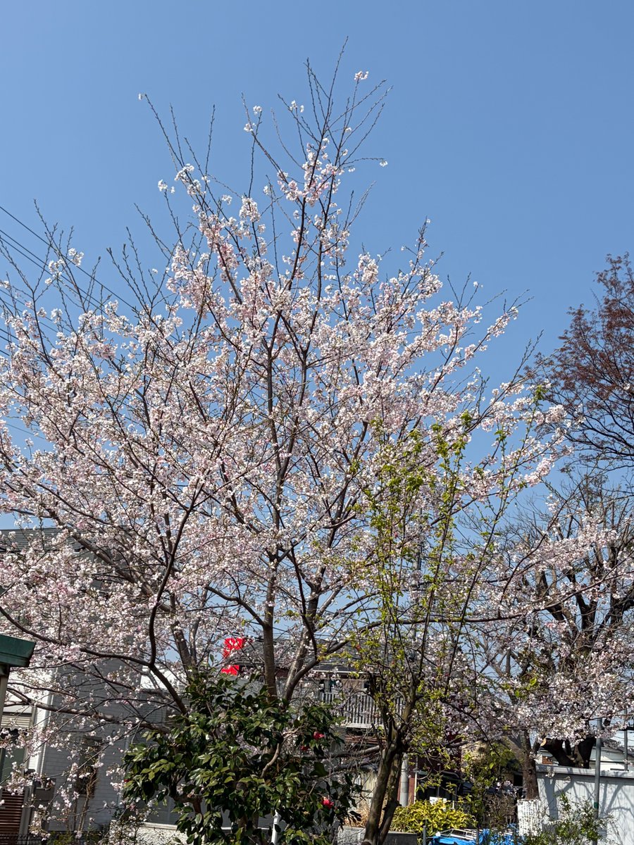 齋藤清美 tweet media