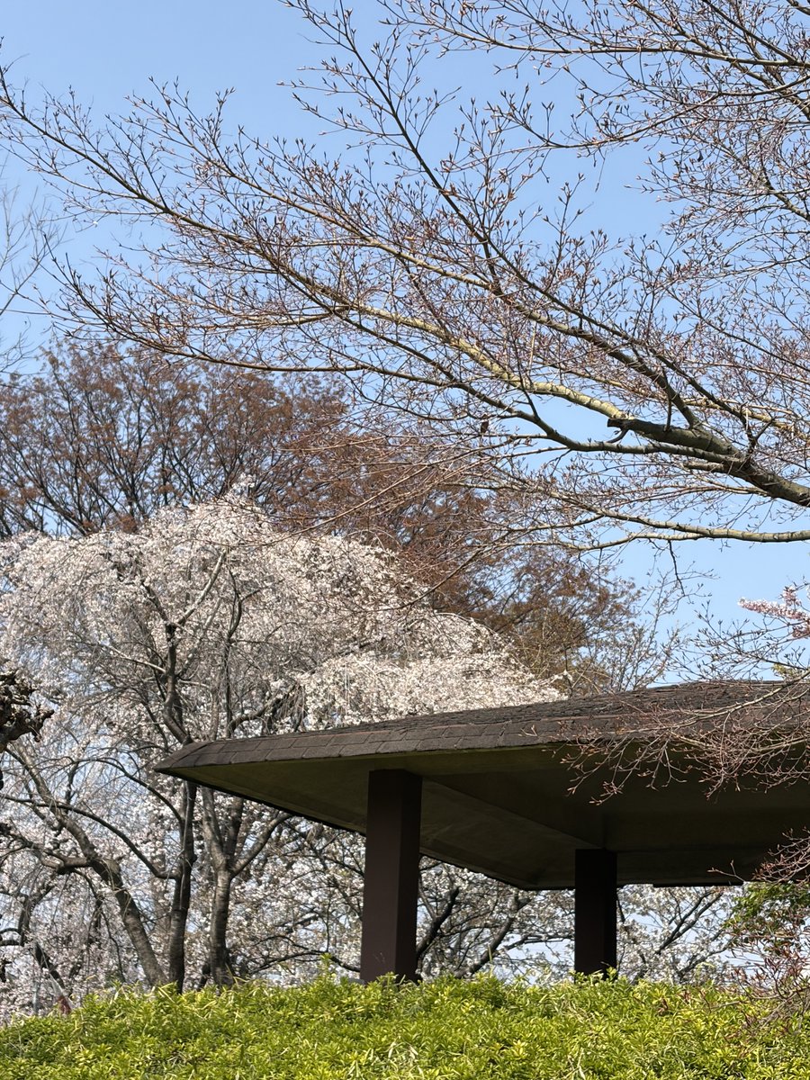 齋藤清美 tweet media