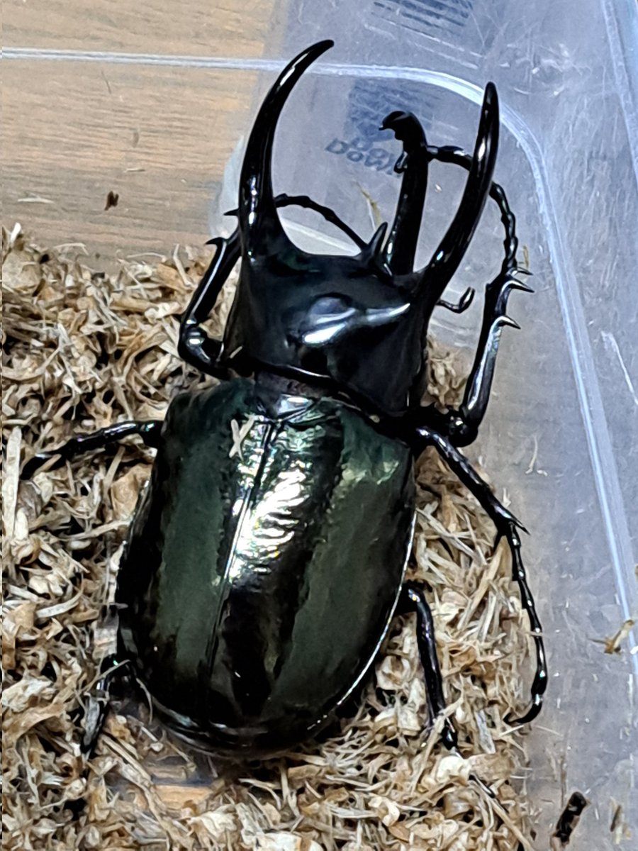 くりさん tweet media