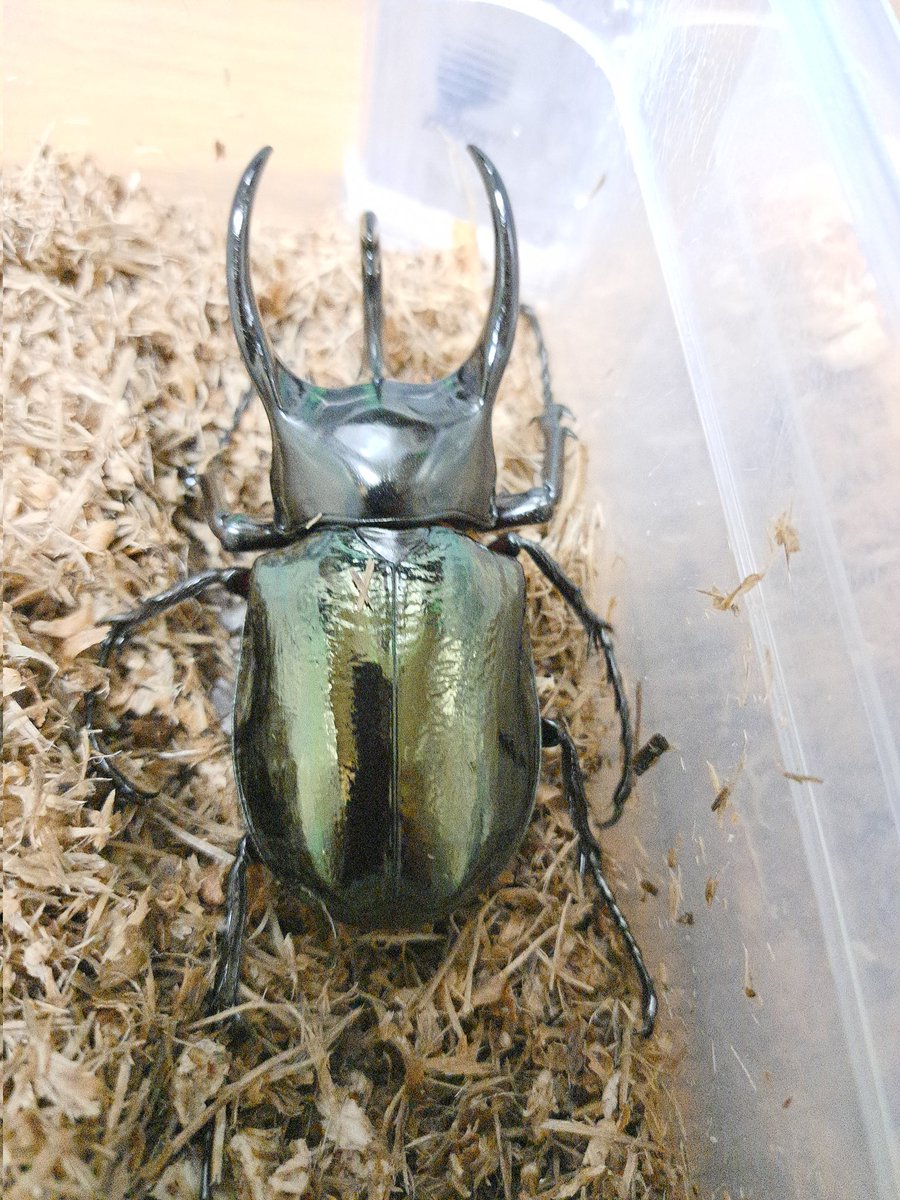 くりさん tweet media