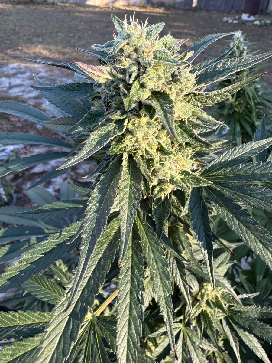 One Nation Under Informed tweet media