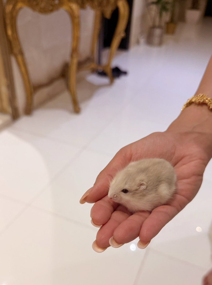 Hayat 🇦🇪 ♥️🇧🇭 tweet media