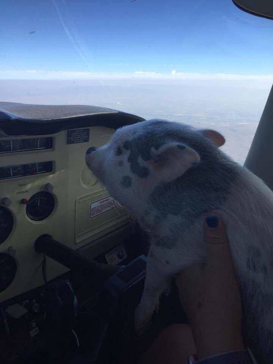 DonKellyFanClub's tweet image. THE TIGERS SCORED