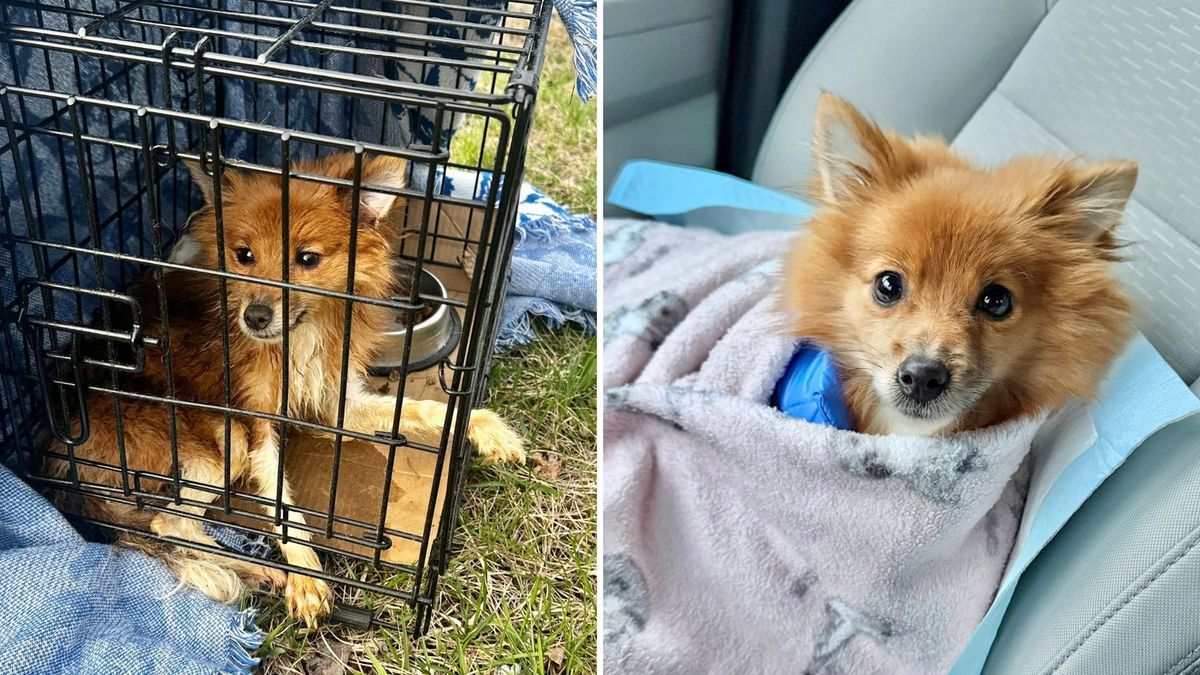 Eyewitness News tweet media