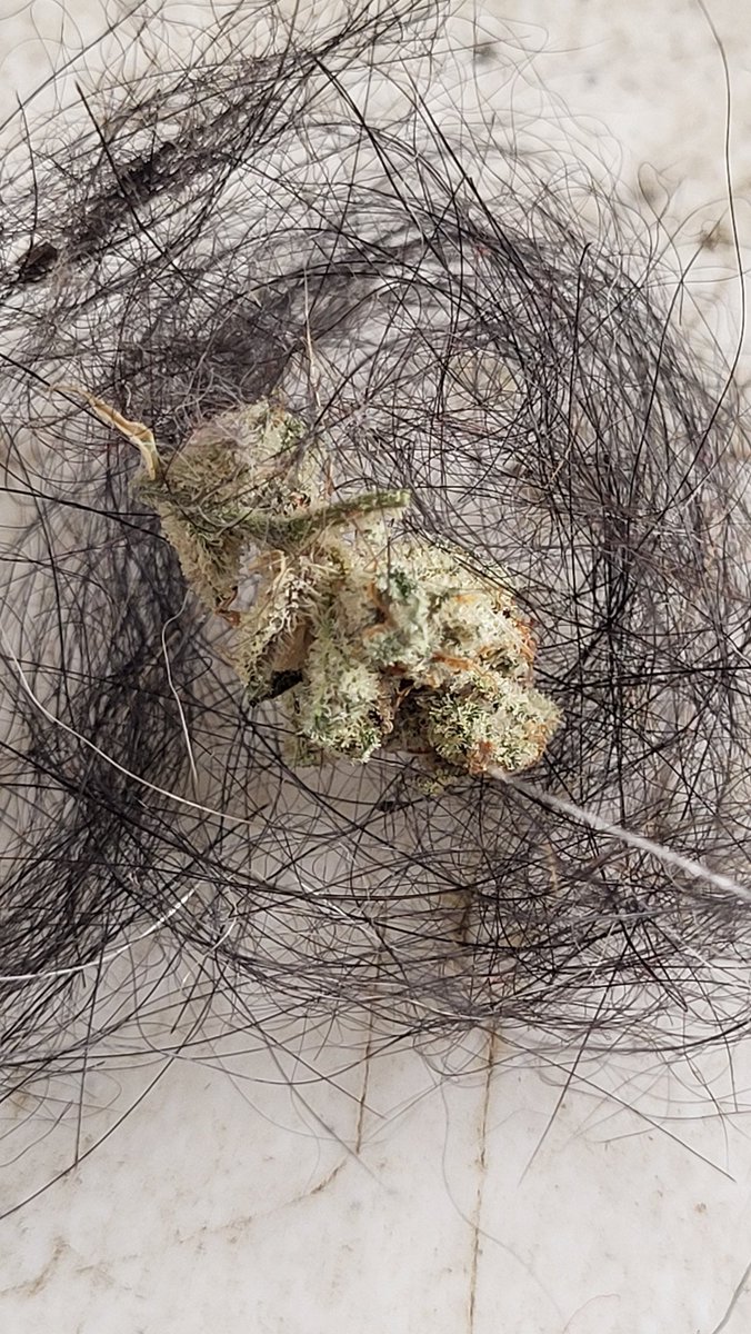 Maine Coon Cats tweet media