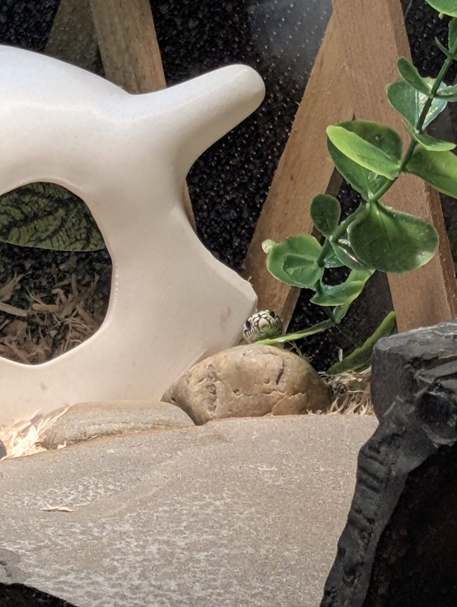 ✨ evie ✨ tweet media