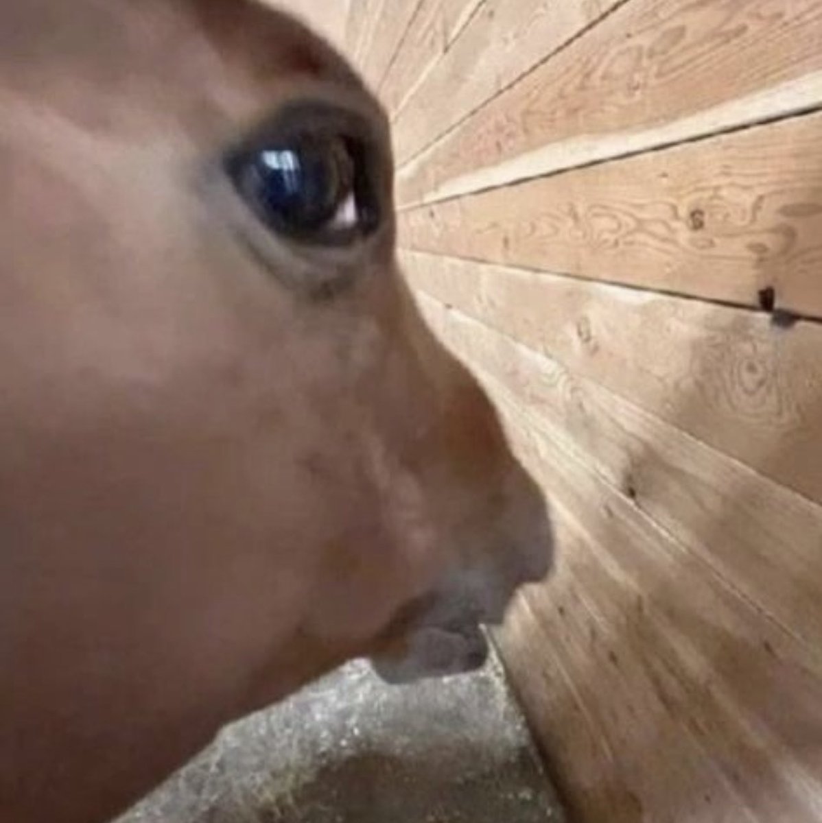 Spana & V.A.R Movement tweet media