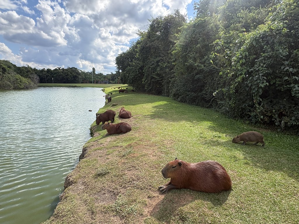 カピゴン松島【南米カピバラ探検家】ビバ南米 tweet media
