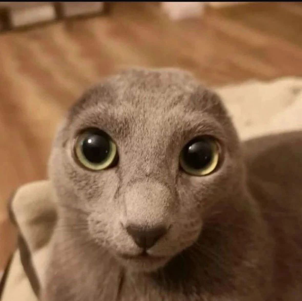 DRACULA ⚢ tweet media