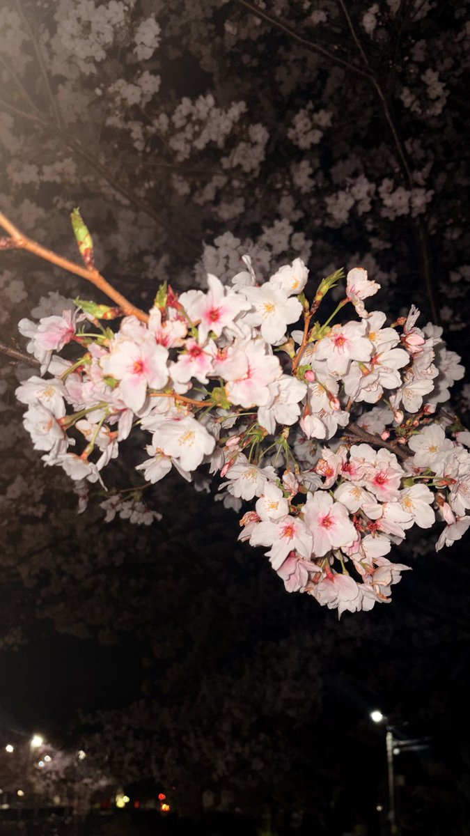 eno46492's tweet photo. 肴町
クロステラス
盛岡城跡公園の桜

仕事終わりにフッ軽豊橋旅したけど
若干盛岡っぽくて沁みた https://t.co/xNrRdWBDnW