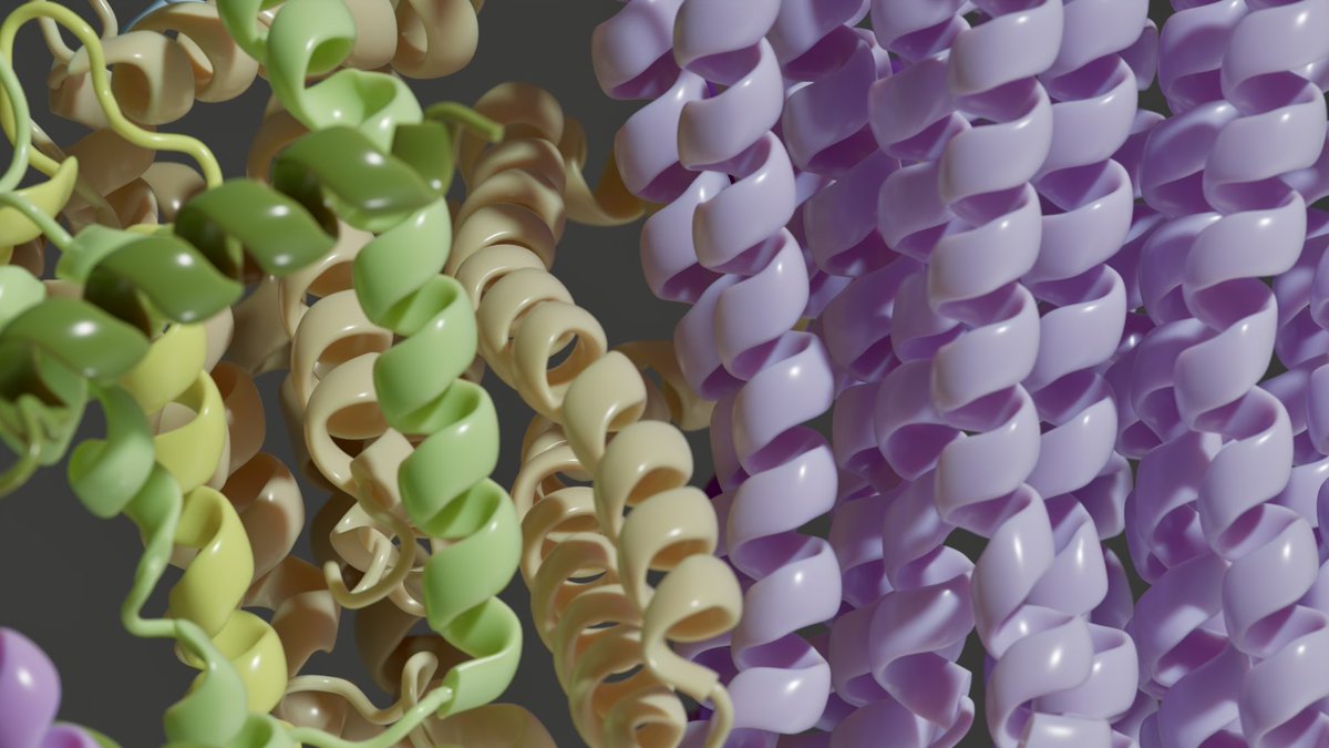 Deepanshi_G's tweet photo. ATP synthase (PDB: 9W2S): a rotary nanomachine converting proton gradients into chemical energy.

Rendered in @Blender @buildmodels https://t.co/wePOLMdsla