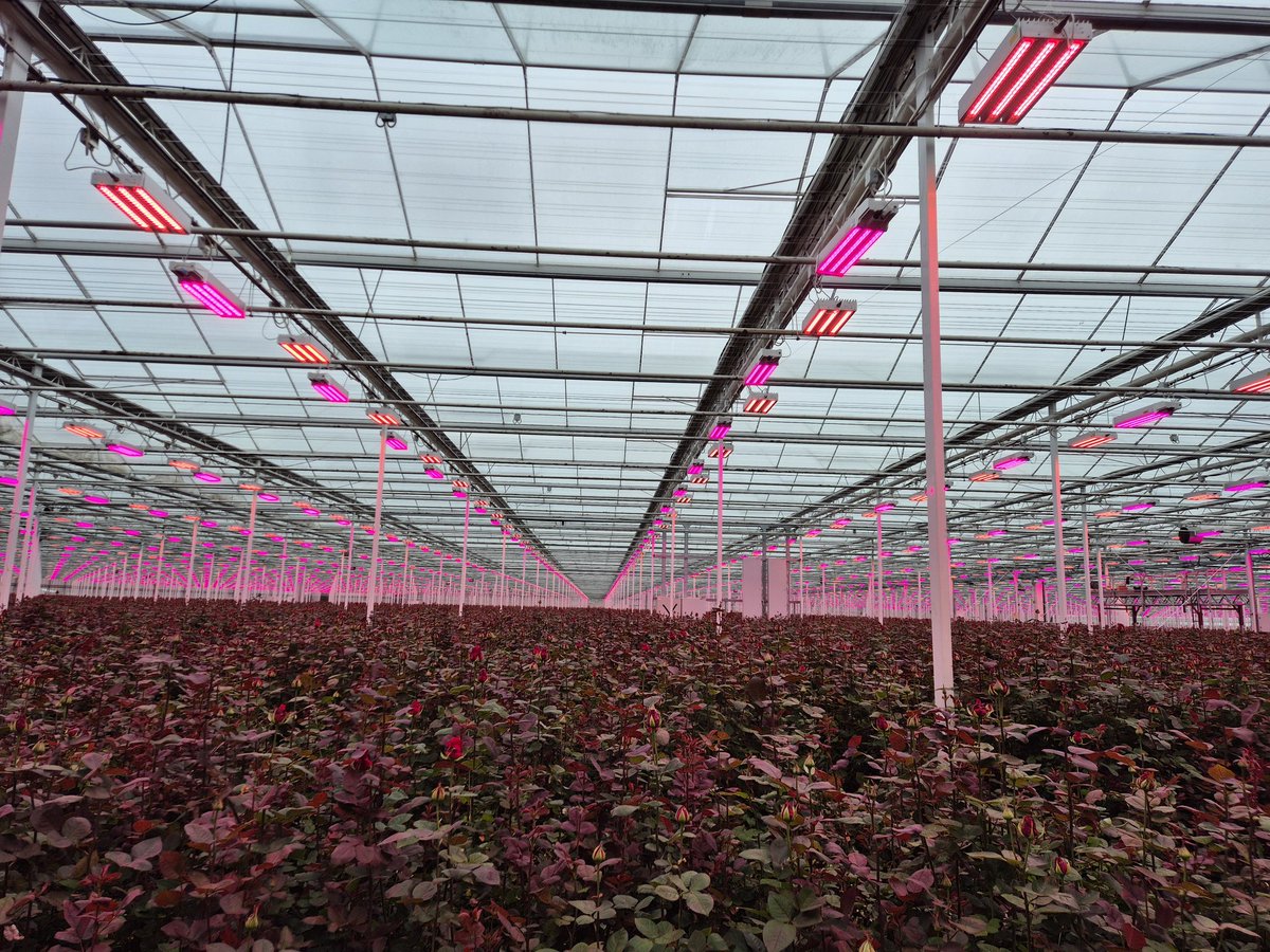 Rob van den Ende tweet media