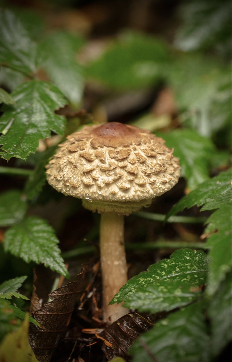 Alison Atwell tweet media