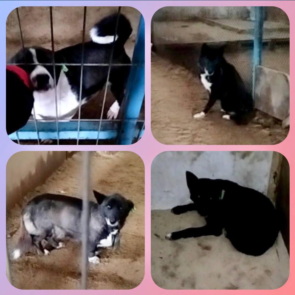 Yarmarka_Dobroty tweet media