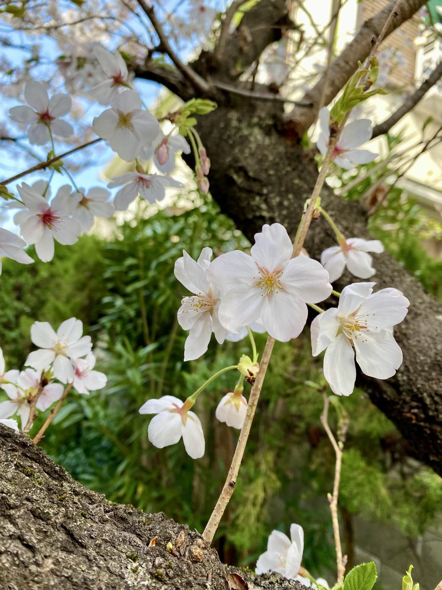 立花明依 tweet media