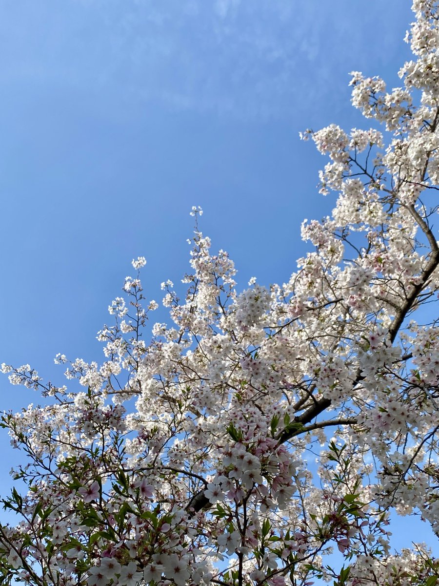 立花明依 tweet media