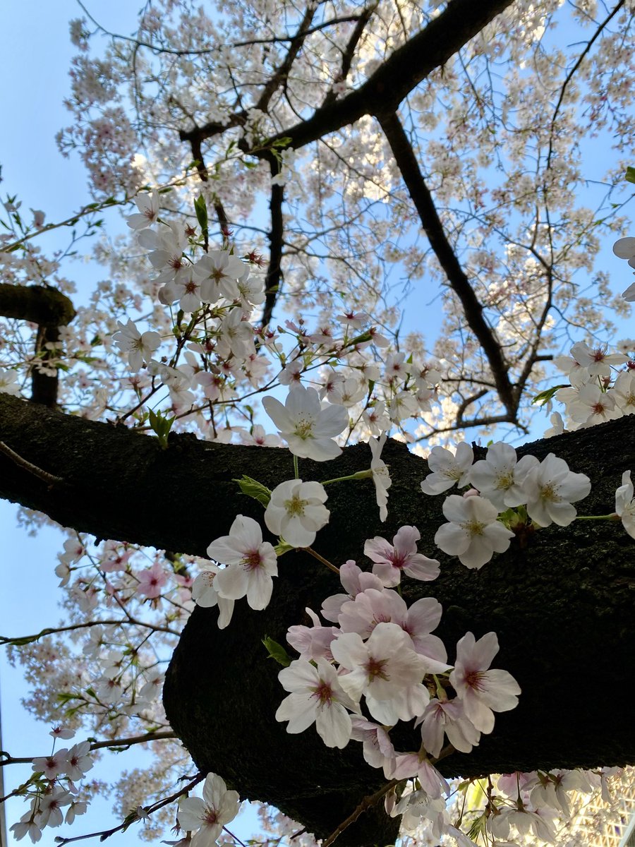 立花明依 tweet media