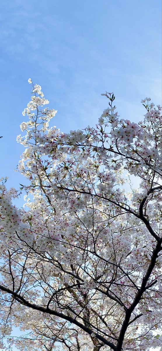 立花明依 tweet media