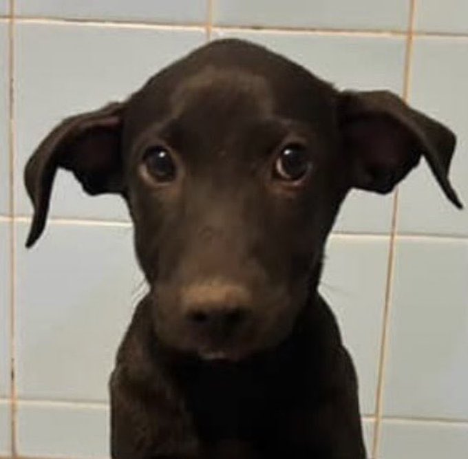 atilio modesto tweet media