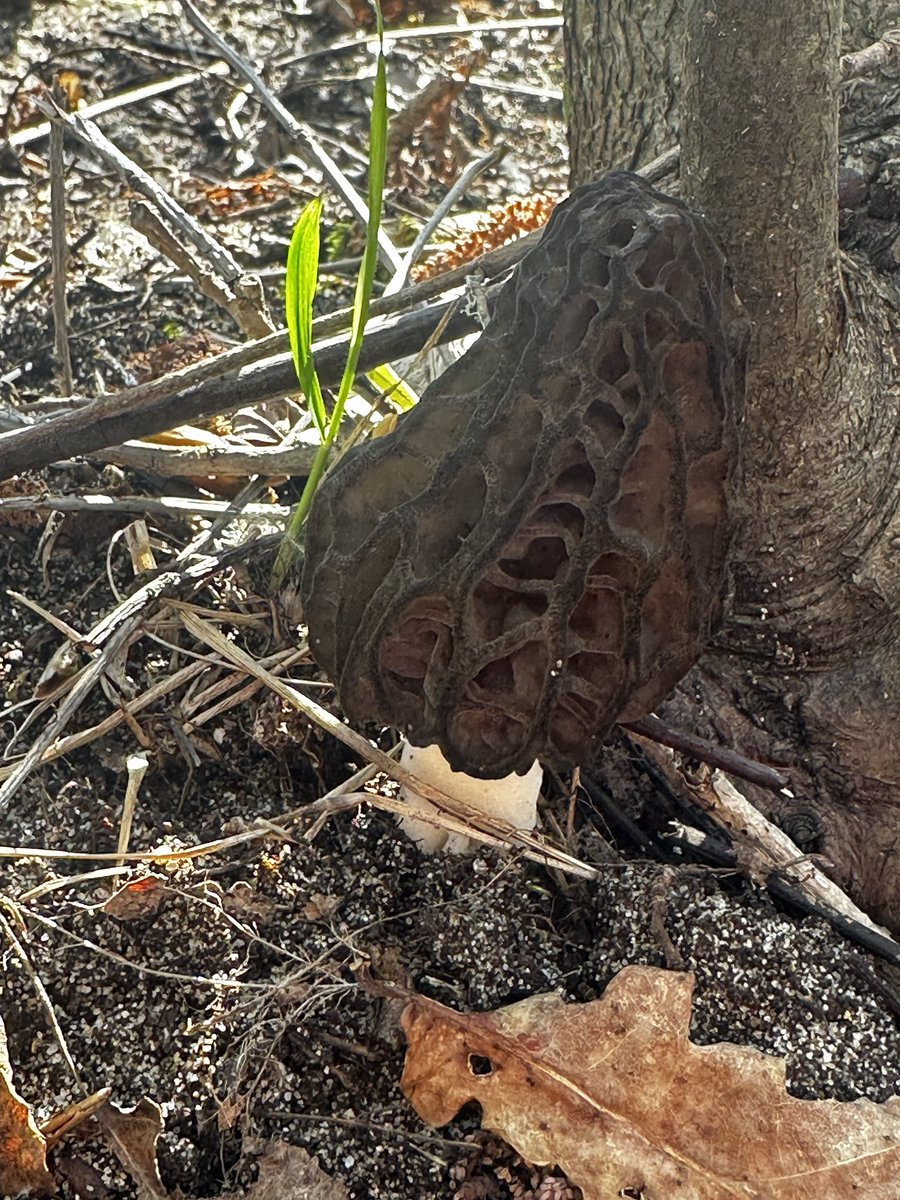 Trax51.hl 🫕🧀🏝 tweet media